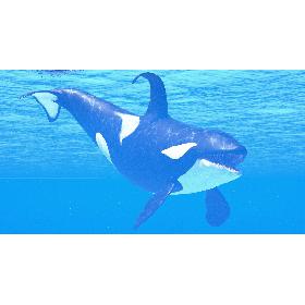 Killer Whale Adult Rigged